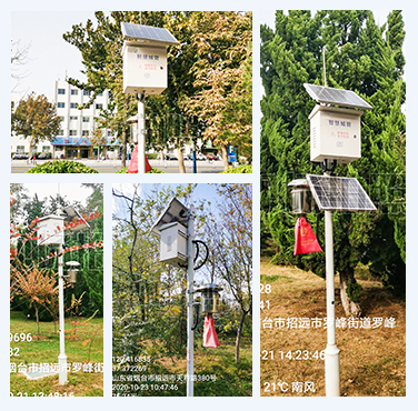 山东招远市引进多台多多28害虫远程实时监测系统实现绿色防控
