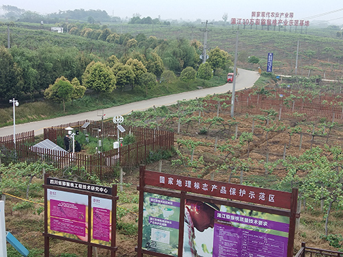 多多28害虫远程监测系统守护成都果木基地种植安全